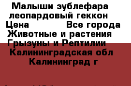 Малыши эублефара ( леопардовый геккон) › Цена ­ 1 500 - Все города Животные и растения » Грызуны и Рептилии   . Калининградская обл.,Калининград г.